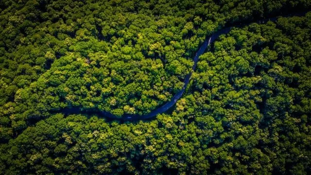 Ilustrasi Hutan Amazon-Unsplash