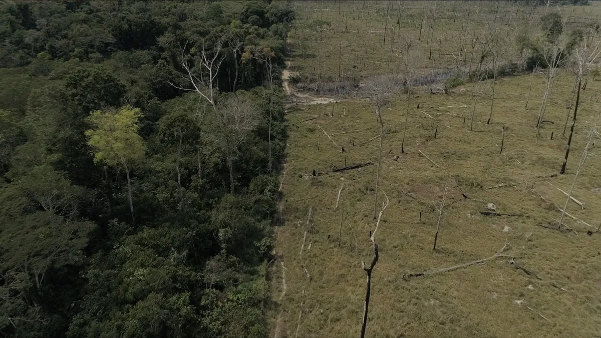 Deforestasi di Hutan Amazon-Vox