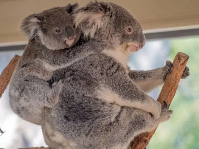 Koala-AntaraNews