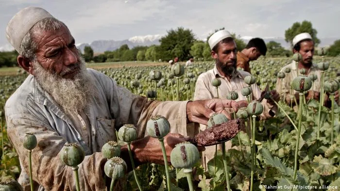 Afghanistan dan Opium-DW
