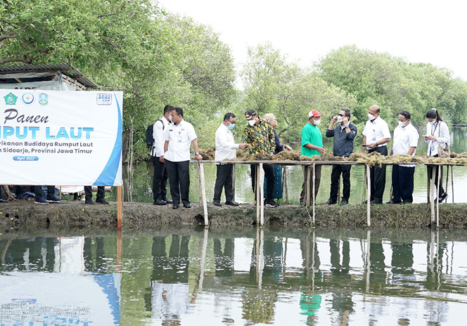 
					Menteti KKP tetapkan Desa Kupang Kec. Jabon Sidoarjo sebagai Desa Rumput Laut