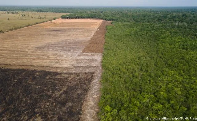 Deforestasi Amazon-DW