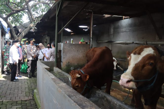 
					Kapolresta Sidoarjo Kombes Pol. Kusumo Wahyu Bintoro mengunjungi peternakan sapi di Desa Kedung Turi, Taman, Sidoarjo.