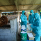 Begitu mendapatkan distribusi vaksin Penyakit Kaki dan Mulut (PMK) dari Pemerintah Provinsi Jawa Tengah (Pemprov Jateng), sejumlah wilayah langsung melaksanakan vaksinasi. Salah satu yang bergegas melakukannya adalah para anggota Kelompok Ternak Sri Mulih, di Kota Salatiga.