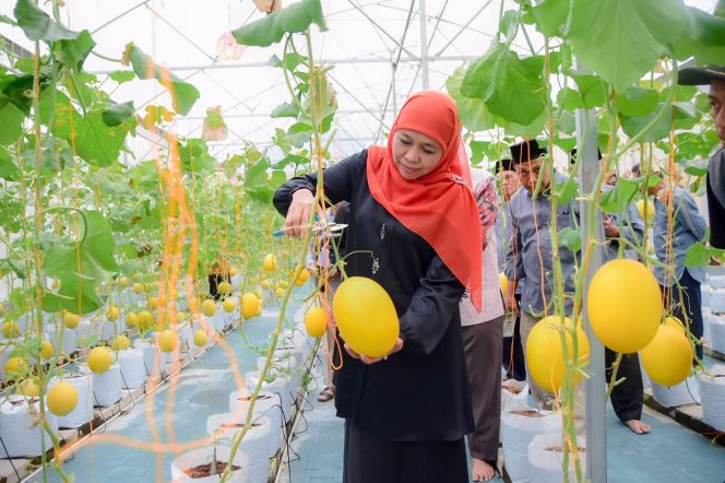 
					Resmikan Green House Masjid Al-Akbar, Gubernur Khofifah Panen dan Cicipi Manisnya Tiga Varietas Golden Melon